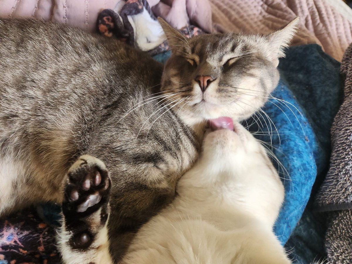 lentil & bowser 🩶 walter & bonkers 🌈 tweet media