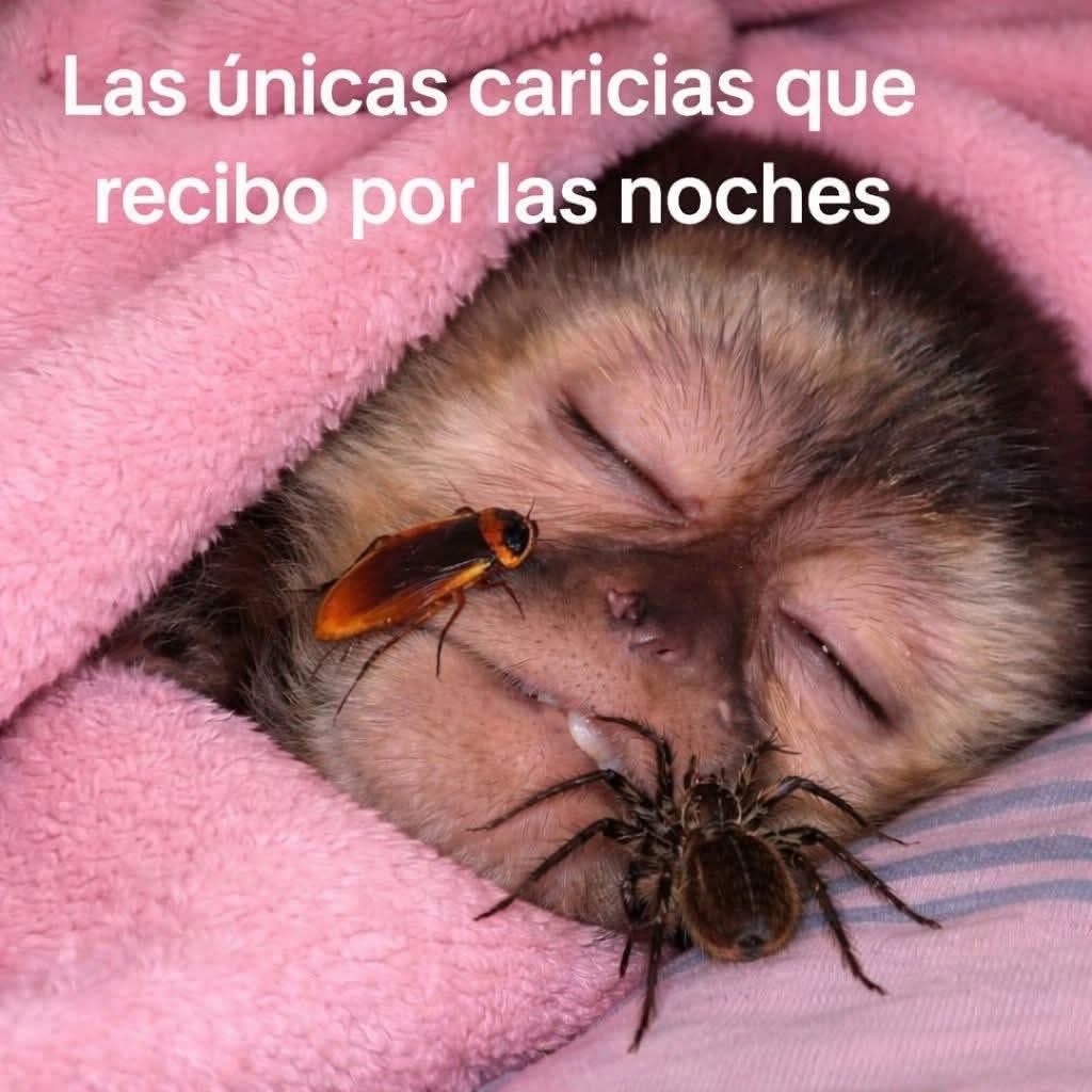 Salvador Iglesias Jr tweet media