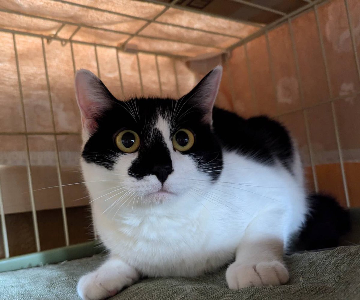 BIG MAC411 tweet media