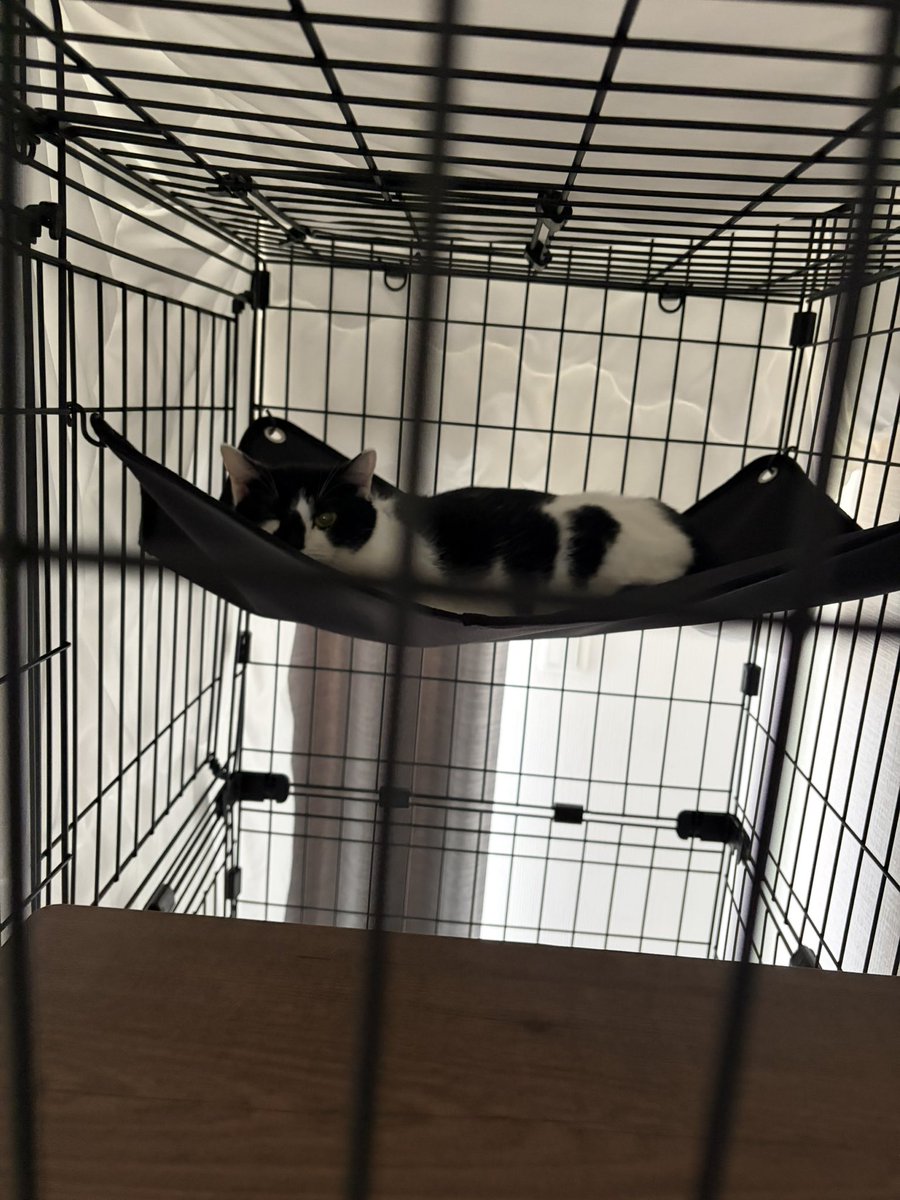 BIG MAC411 tweet media