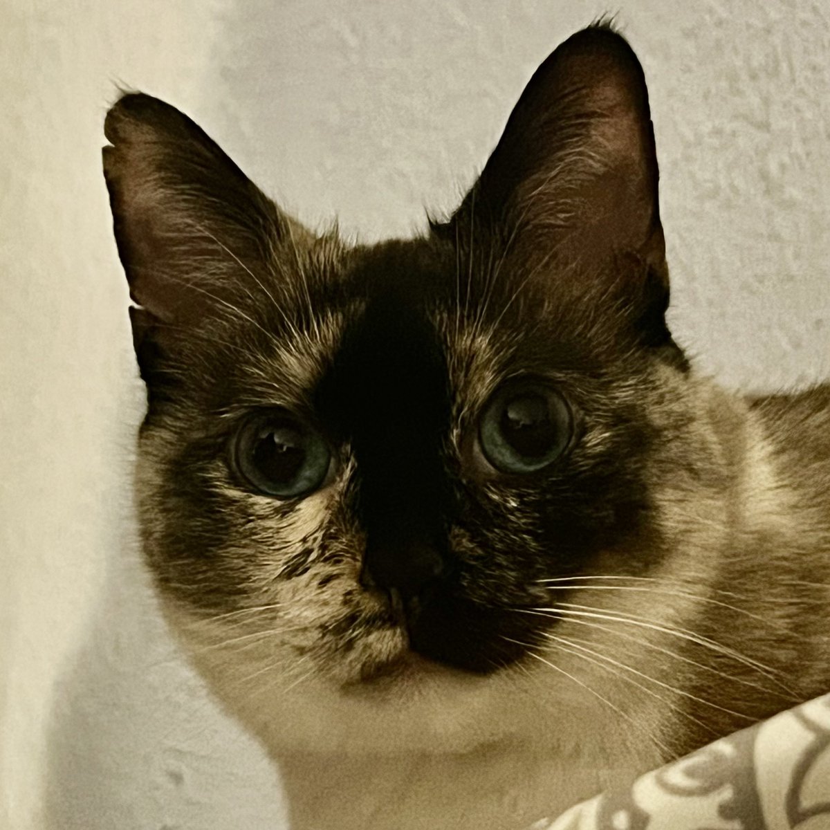 enchanting ghost ── .✦ tweet media