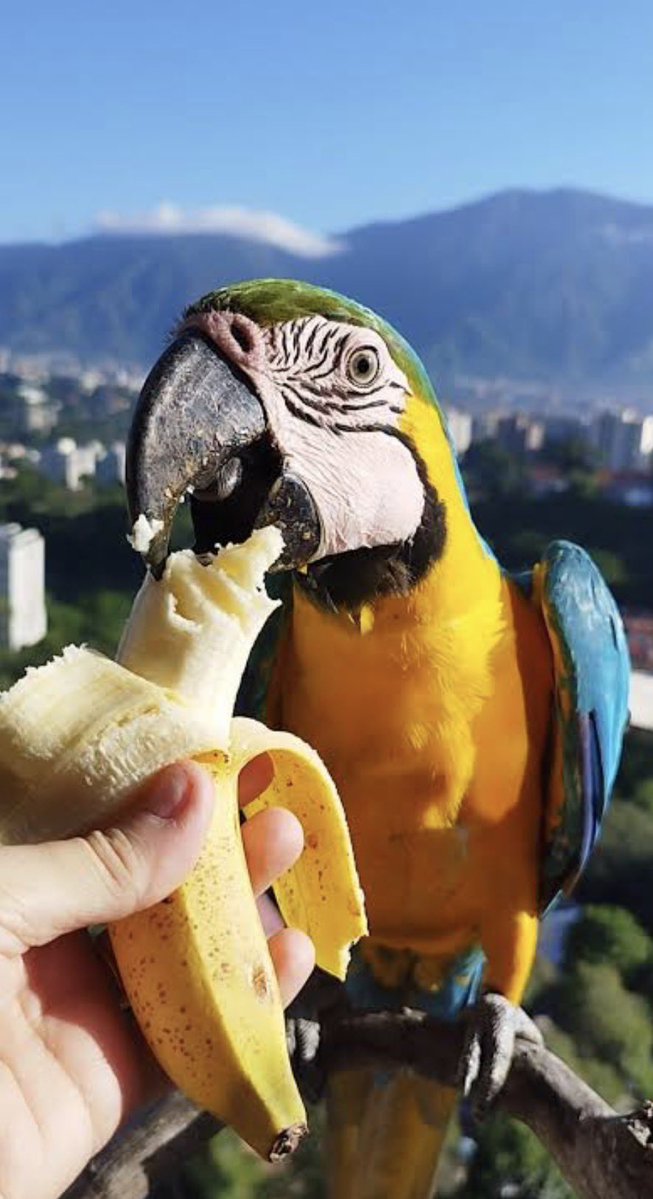 Esteban Trapiello tweet media