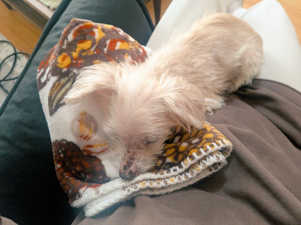 膝の上で寝られて動けない休日🥹
🐕️かわい
#老犬