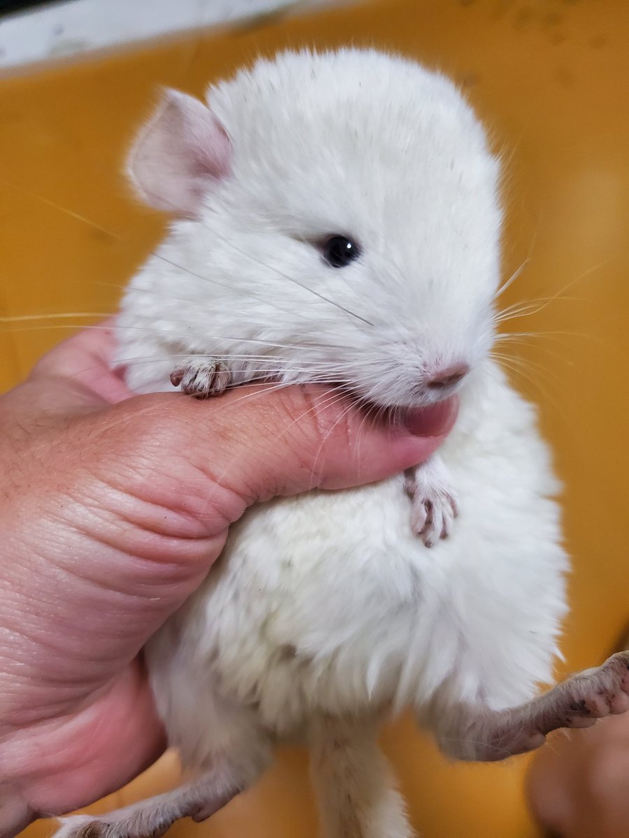 自然探索部@4/12 SB tweet media