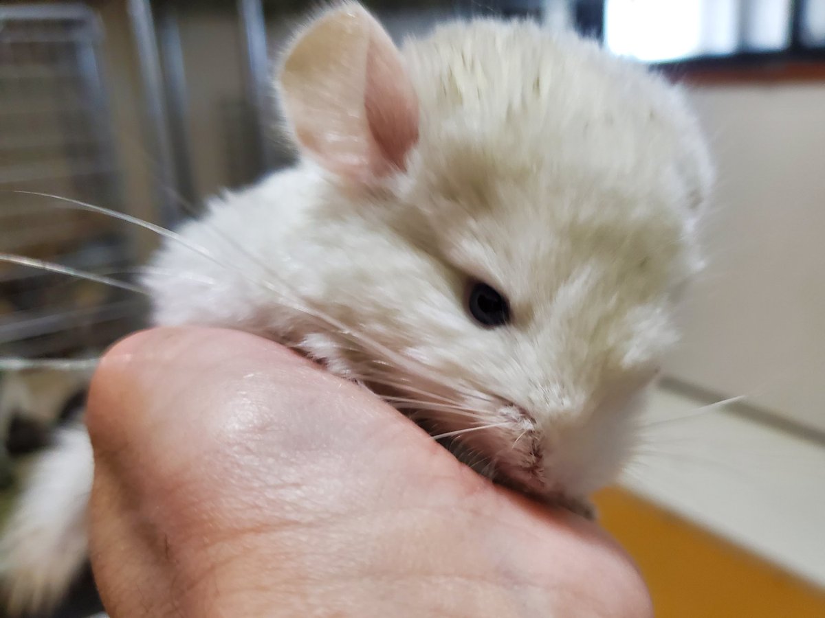 自然探索部@4/12 SB tweet media