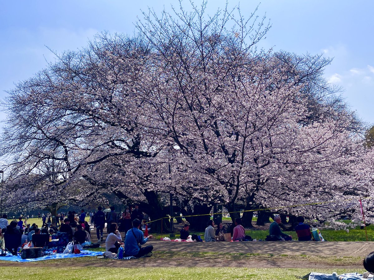 TMAK_ONO's tweet photo. 砧公園でお花見。先日、��こでは倒木事故があったので、桜の木の周りは立ち入り禁止テープが貼り巡らされています。
が、お花見日和の天気のため、レジャーシートを広げてゆっくり過ごす人でいっぱいです。桜の花は満開で、今日明日は見頃です。 https://t.co/BKAADMLJRr