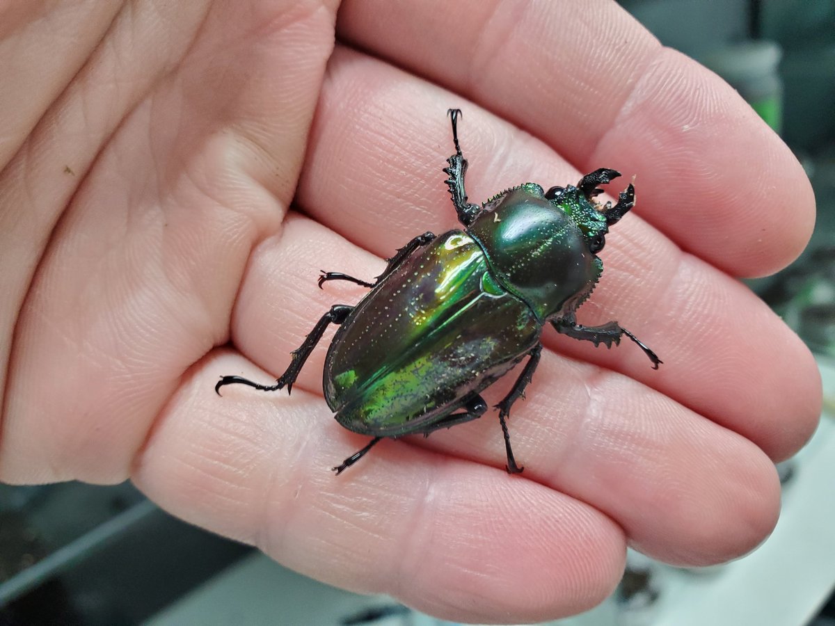 自然探索部@4/12 SB tweet media