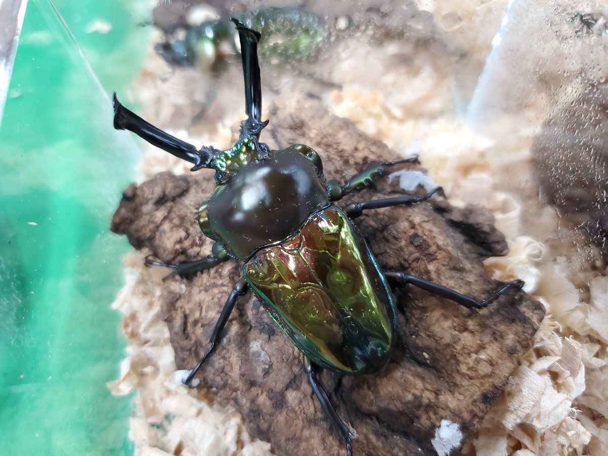 自然探索部@4/12 SB tweet media