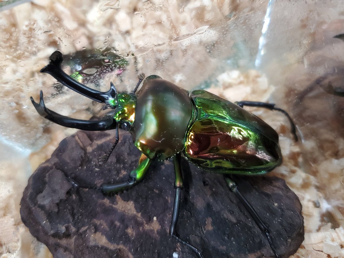 自然探索部@4/12 SB tweet media