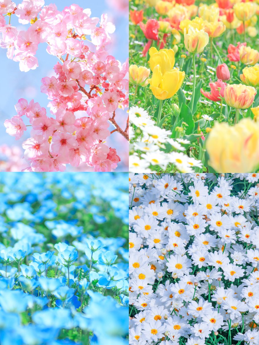 #春のSNSなんでも展示会

春の色彩に恋してる♡