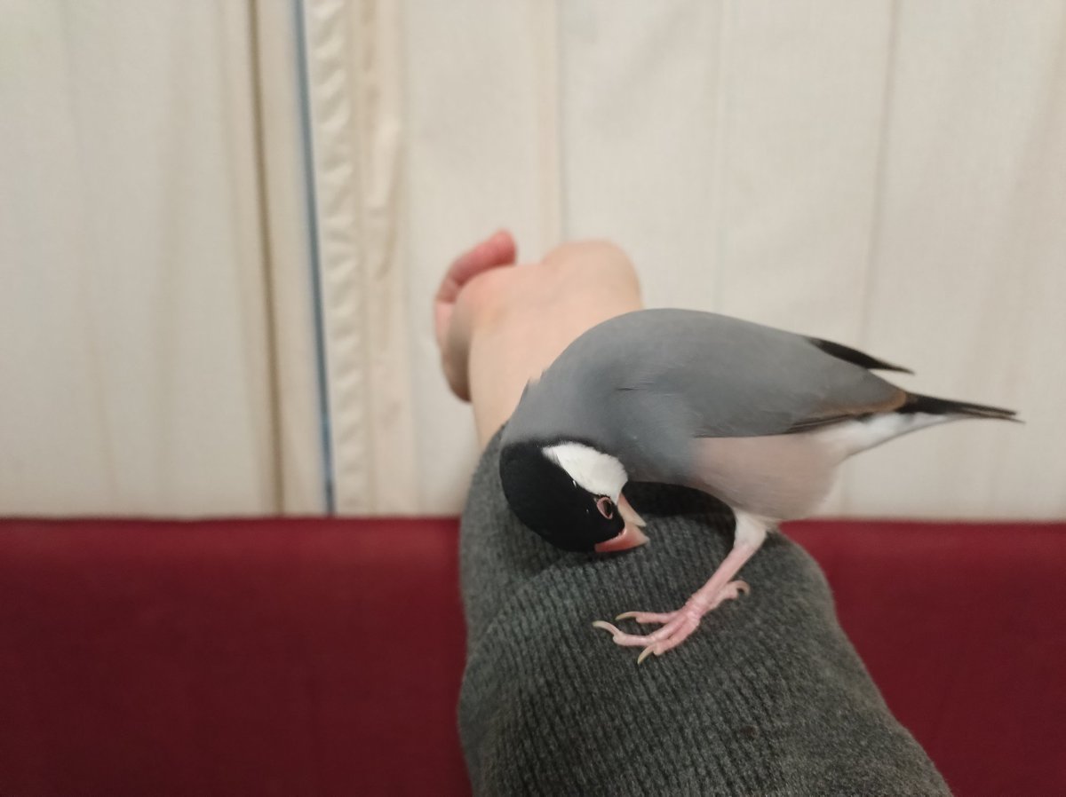 さんじや tweet media