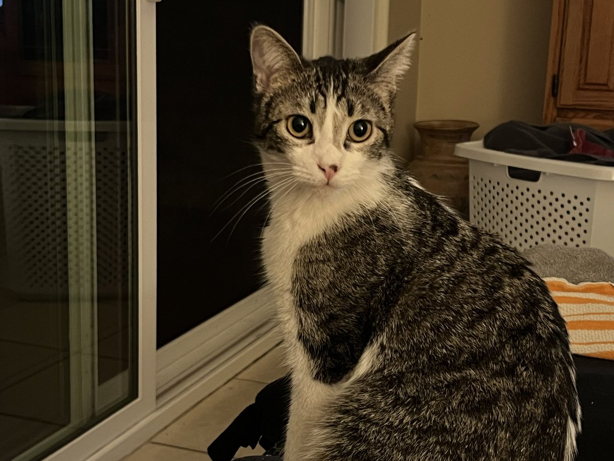 Lizzie the cat tweet media