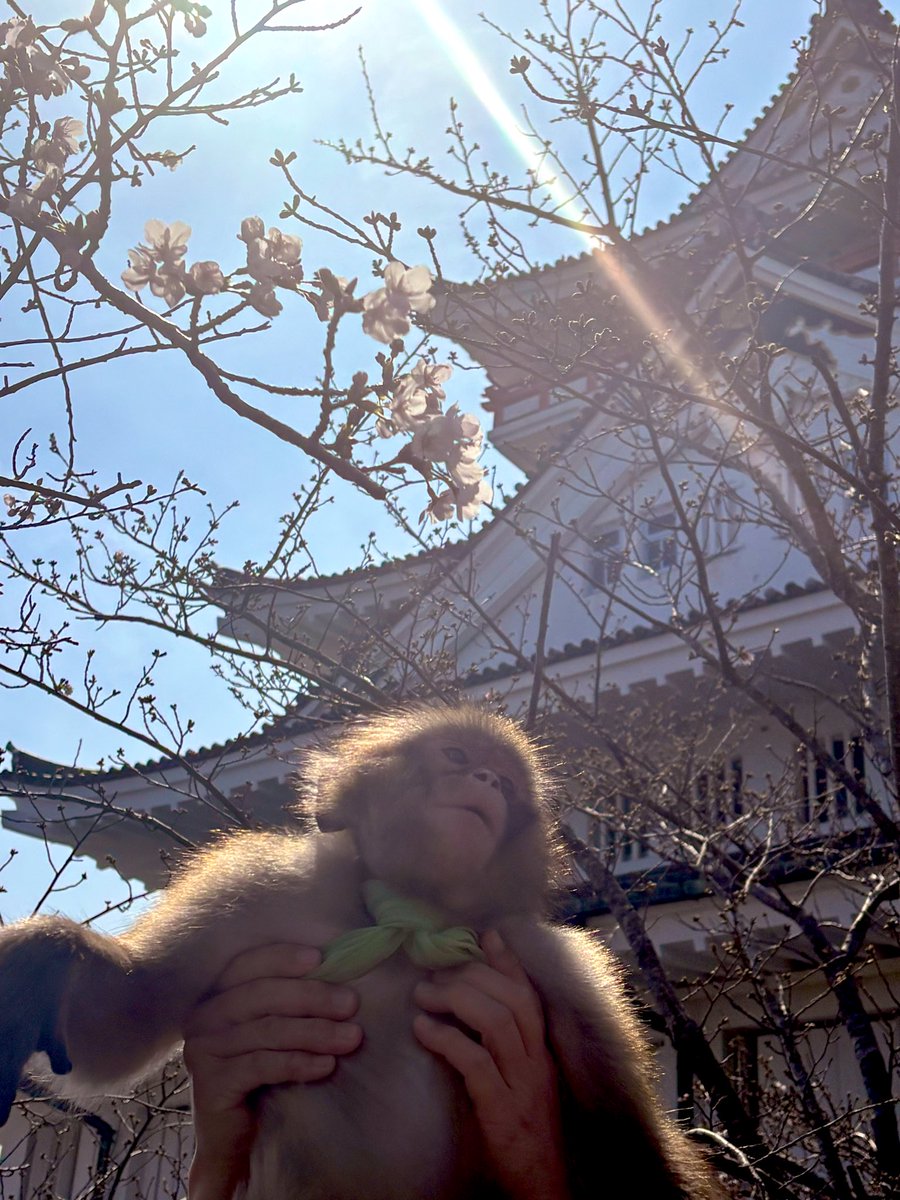 monkeypro_jp's tweet photo. 本日熱海城公演はにこちゃん。
桜祭り開催中です🌸
熱海城と桜とおさるに会いに来てね🐵
#熱海城 #さるまわし #あさがおにこ https://t.co/tjd5sURkmQ