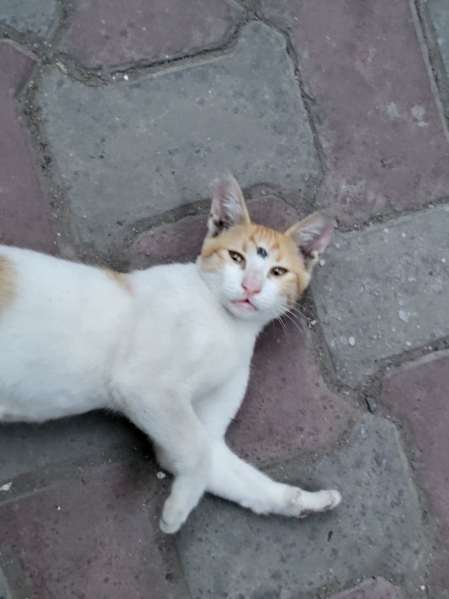 archi :D tweet media