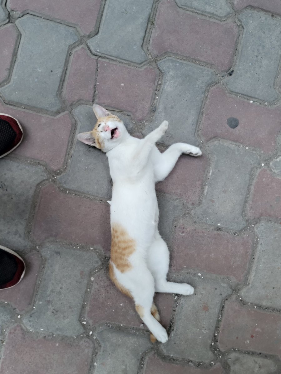 archi :D tweet media