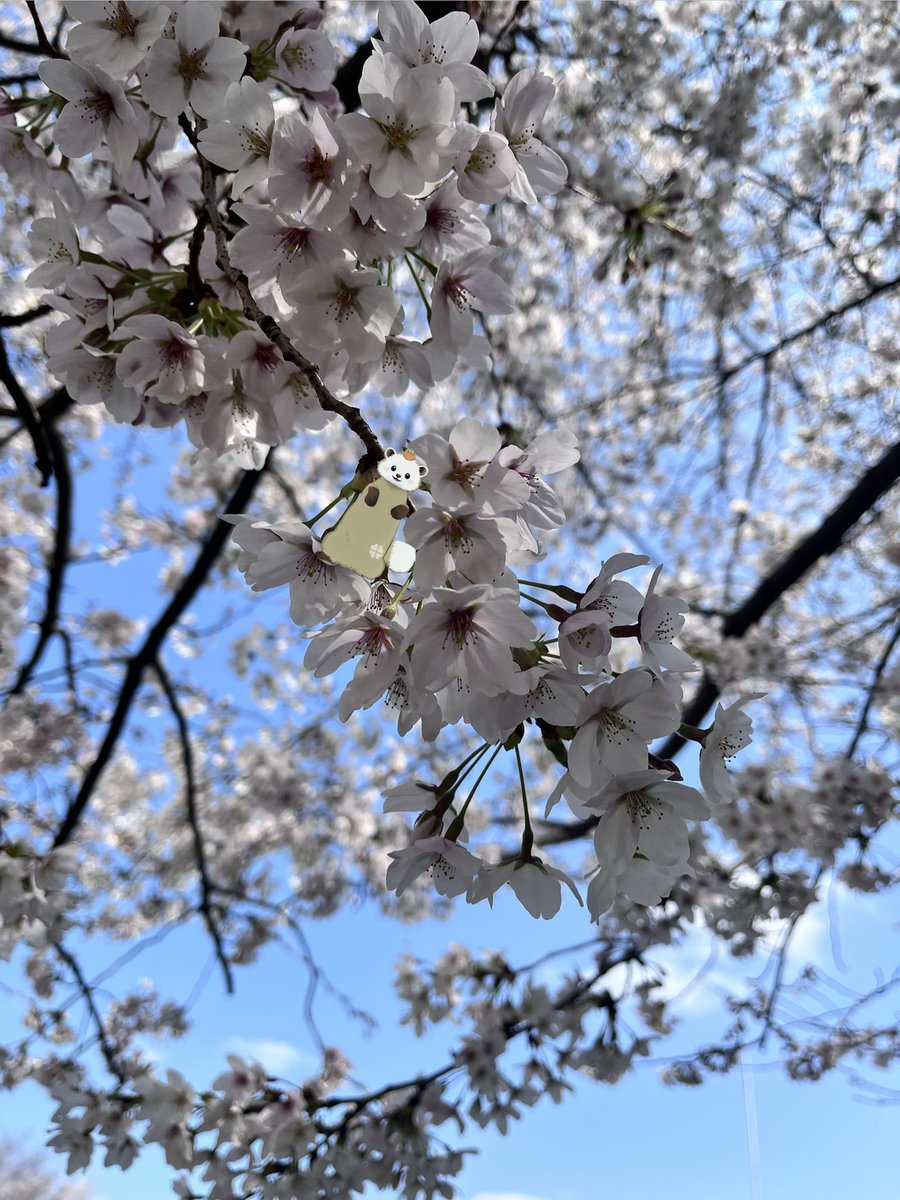 tennotenchan's tweet photo. さくら🌸だー！

はるだー

はやいなぁ（´-`）.｡oO https://t.co/S1RN6EzM3F