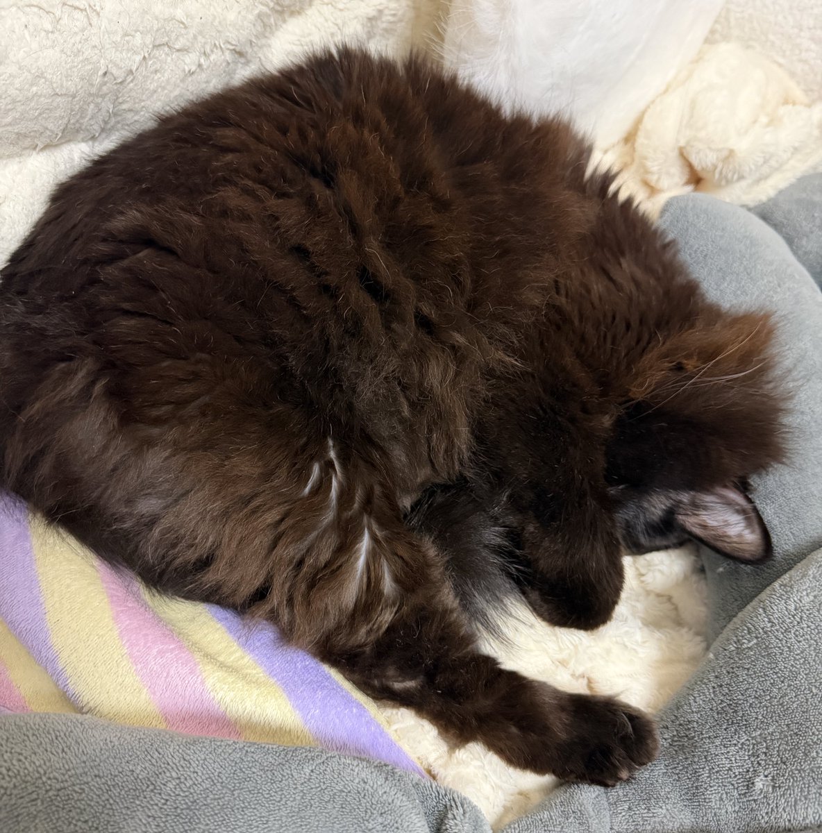 cat_Twins2's tweet photo. 猫部トーク無くなったの知らなかった😭
投稿してた頃仲良くしてくださってた方とまた繋がれたらいいな~!!

ベッドの上に良さげな空間つくって
ぐっすりなじじさん🐈‍⬛

#猫部へ集まれ https://t.co/d31d8oBG58
