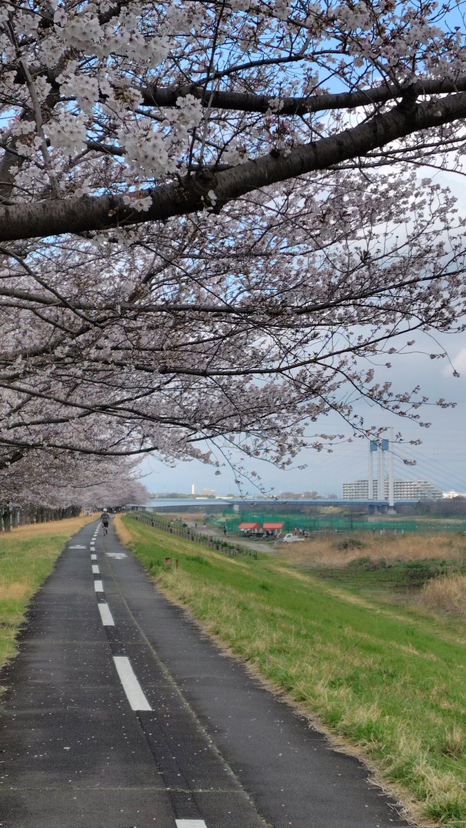 松前漬けと白ごはん @11/8 ちばアクアラインマラソン(ハーフ) tweet media