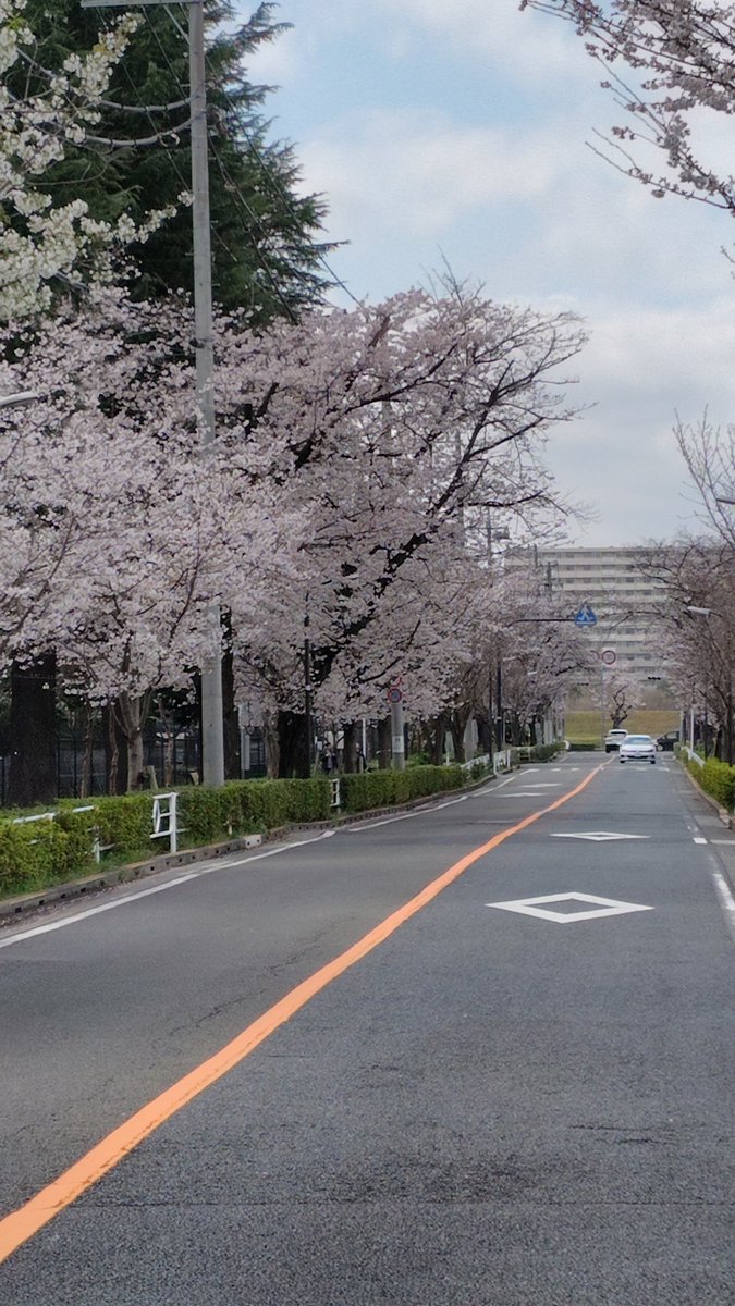 松前漬けと白ごはん @11/8 ちばアクアラインマラソン(ハーフ) tweet media