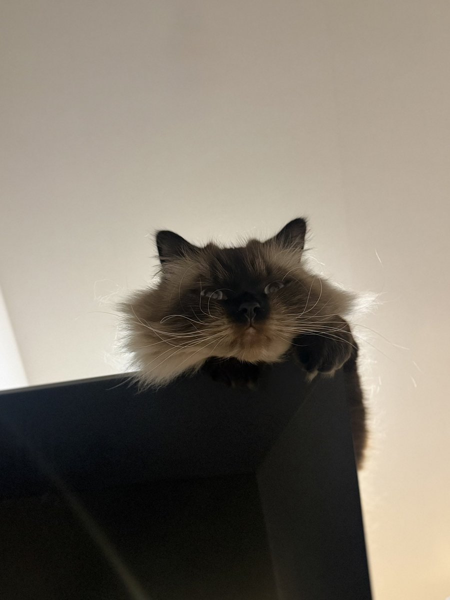 緑川ちひろ tweet media