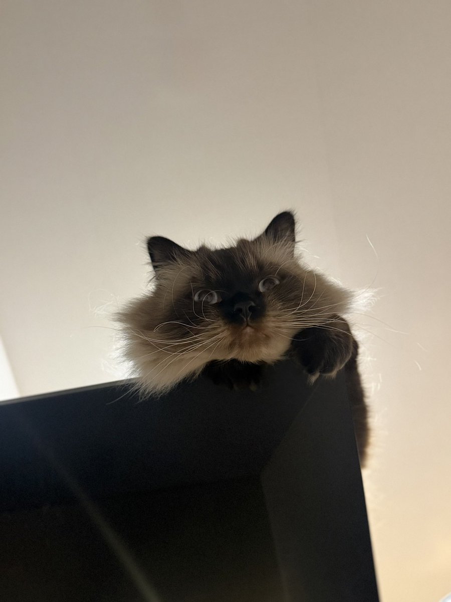 緑川ちひろ tweet media