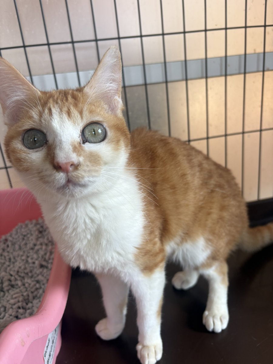 小島美知子 tweet media