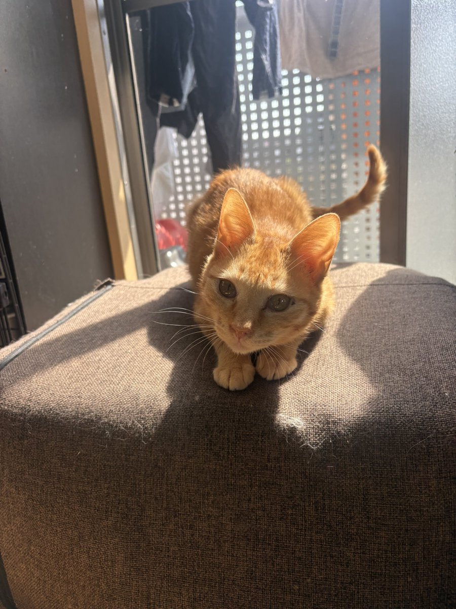 小島美知子 tweet media