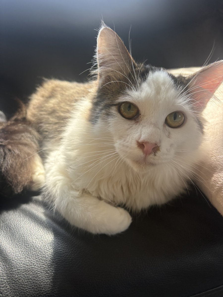 小島美知子 tweet media