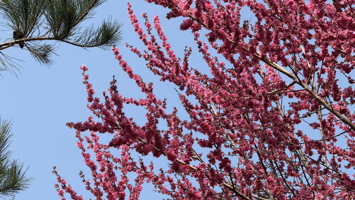 봉은사 매화 
🌸