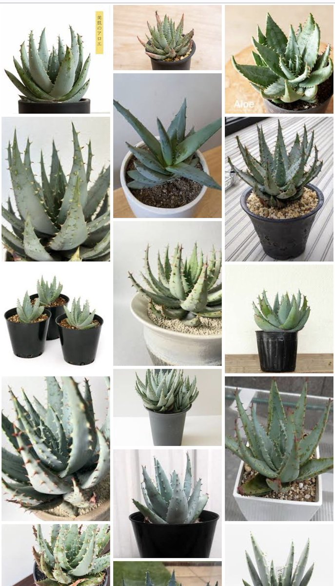 嶋西🍋 tweet media