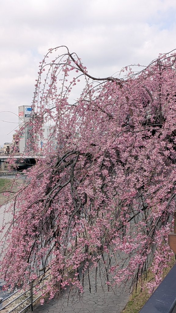 KotaAoki(あおきおっきー) tweet media