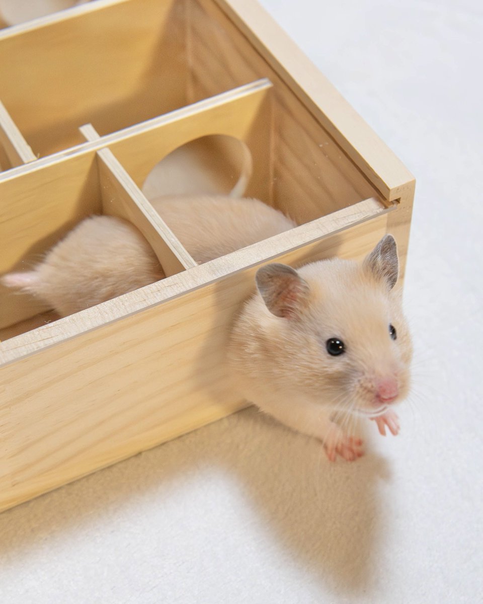 おてだま tweet media