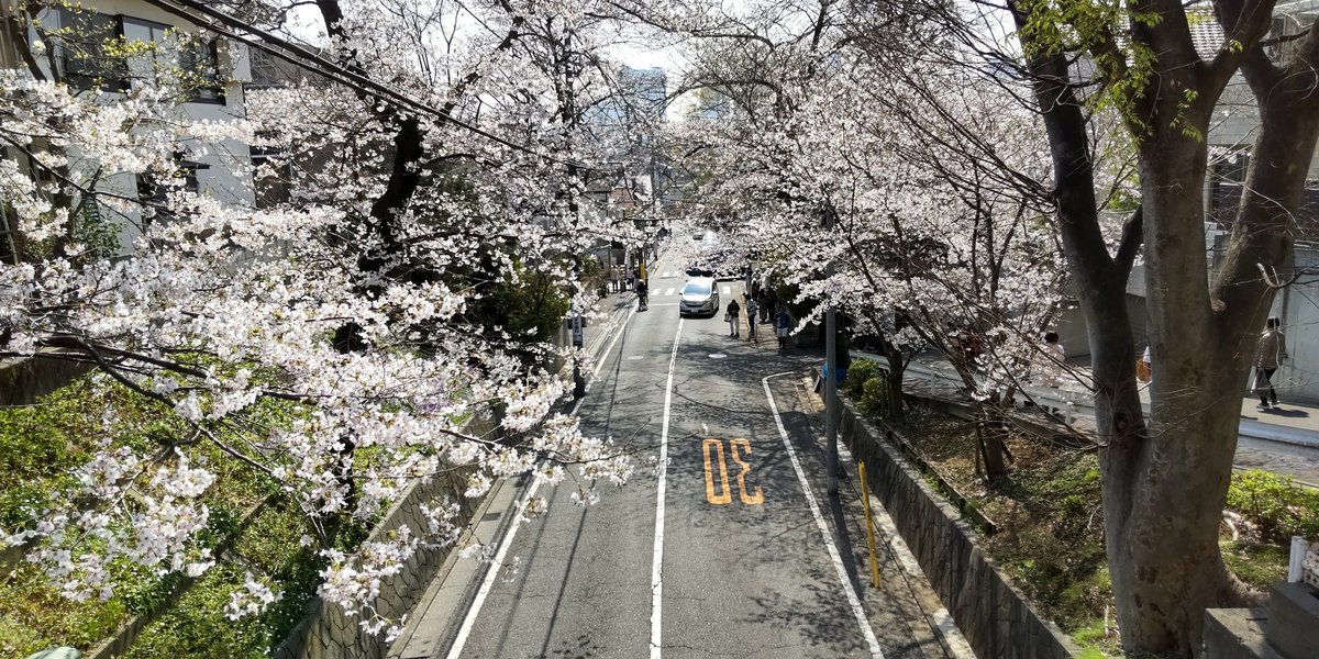 oton_kai's tweet photo. 今日はここ🌸🌸
  #さくら坂
 #お花見
 #いい天気 https://t.co/c7GmO9jyJM