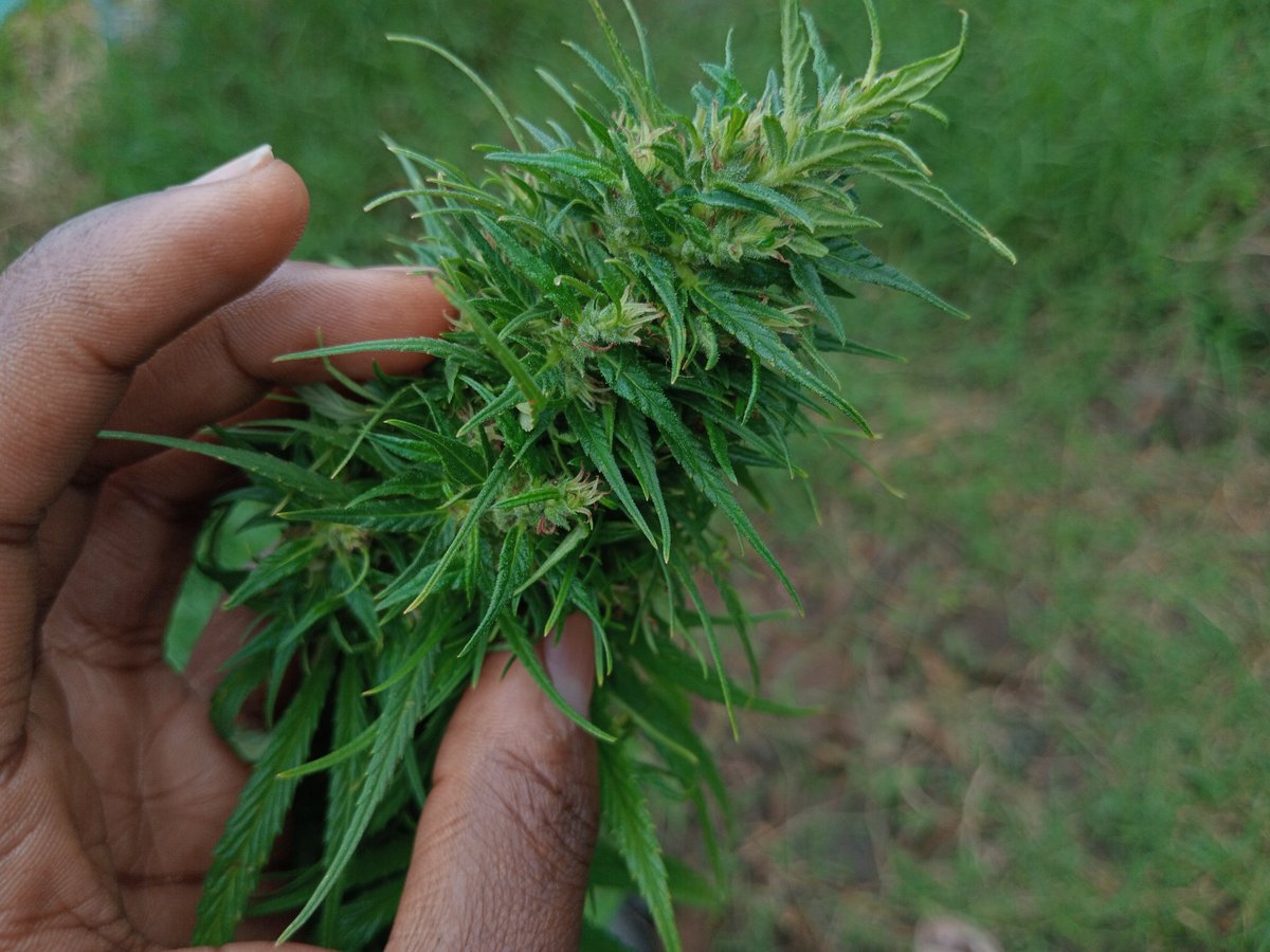 𝙶𝚛𝚎𝚎𝚗 𝙼𝚊𝚗 tweet media