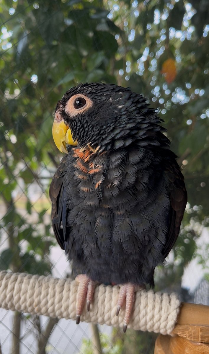 羽音(ばね) tweet media