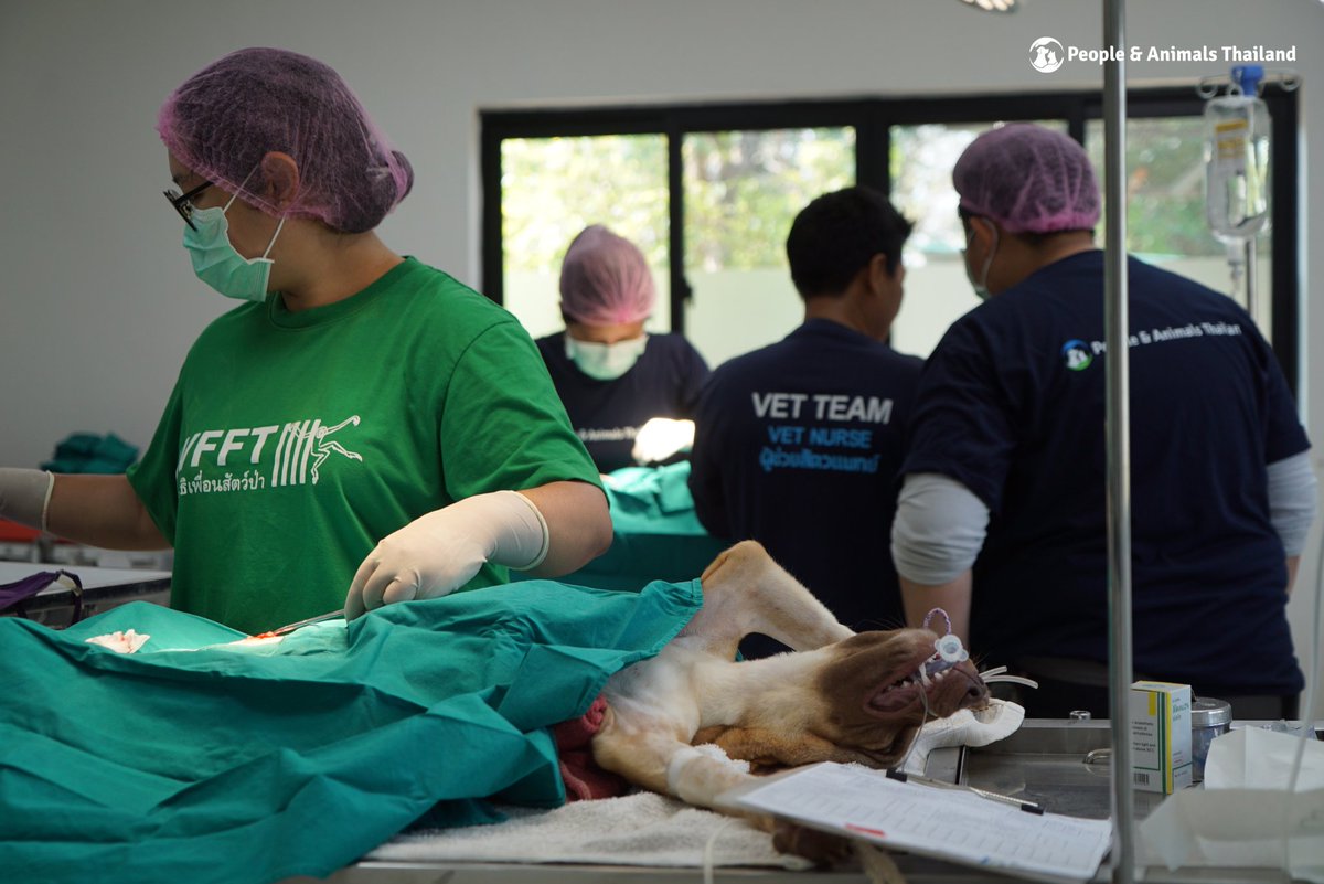 People & Animals Thailand tweet media