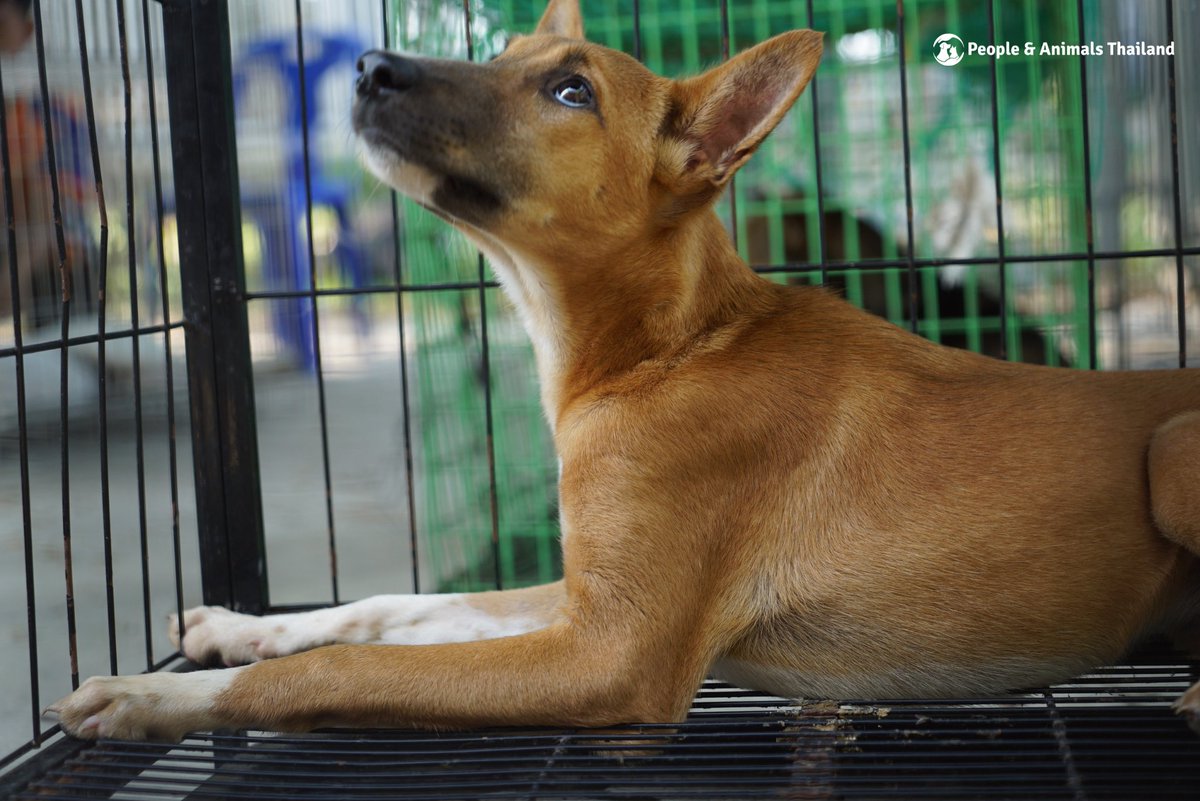 People & Animals Thailand tweet media