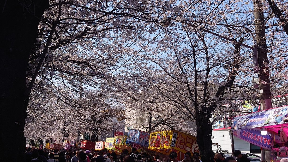 ryu_amano_MGC's tweet photo. 桜はとても綺麗です
本当に良い

もうずっと人大杉 https://t.co/nRI2YtjMt1
