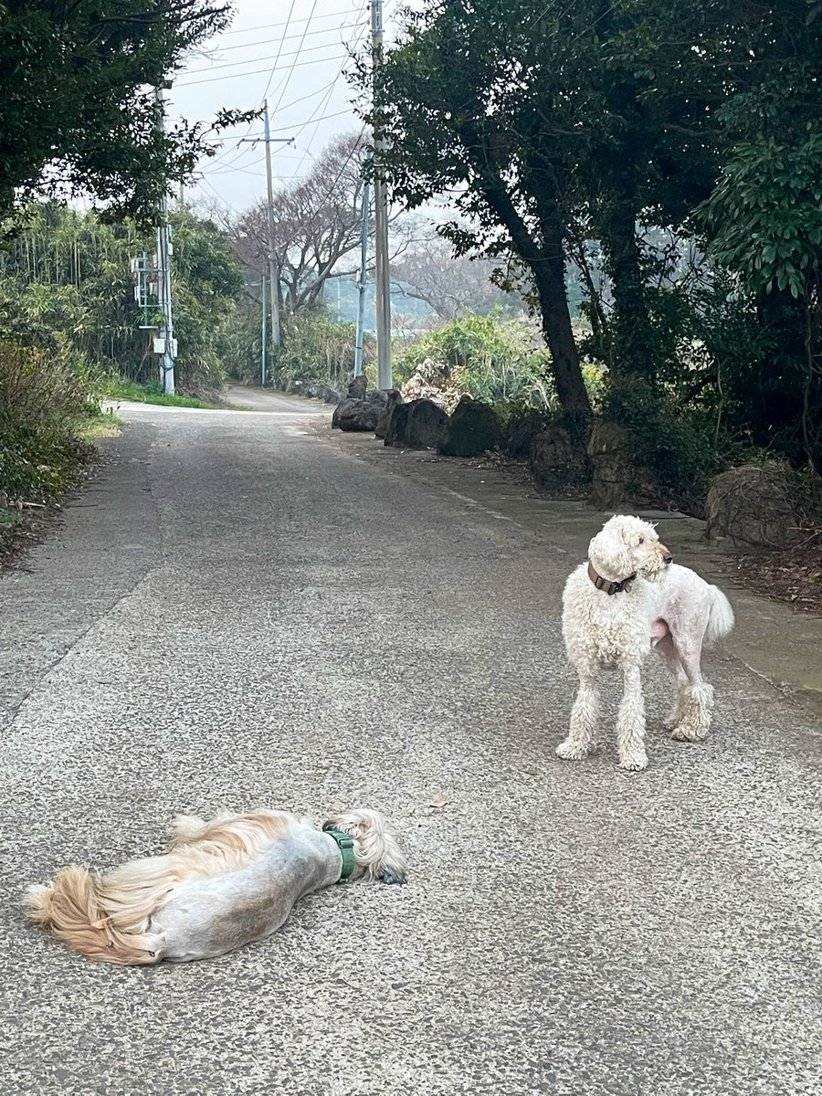 푸순 엄마 tweet media