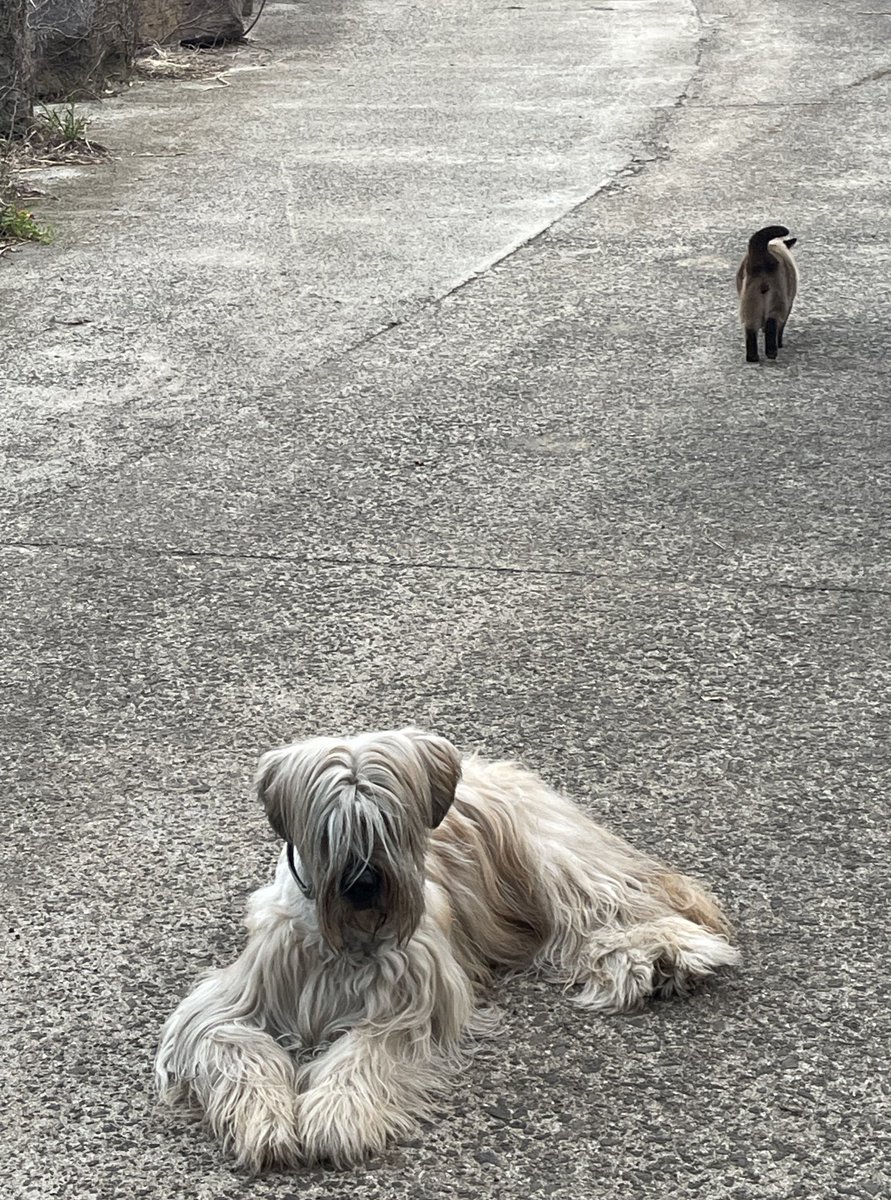 푸순 엄마 tweet media