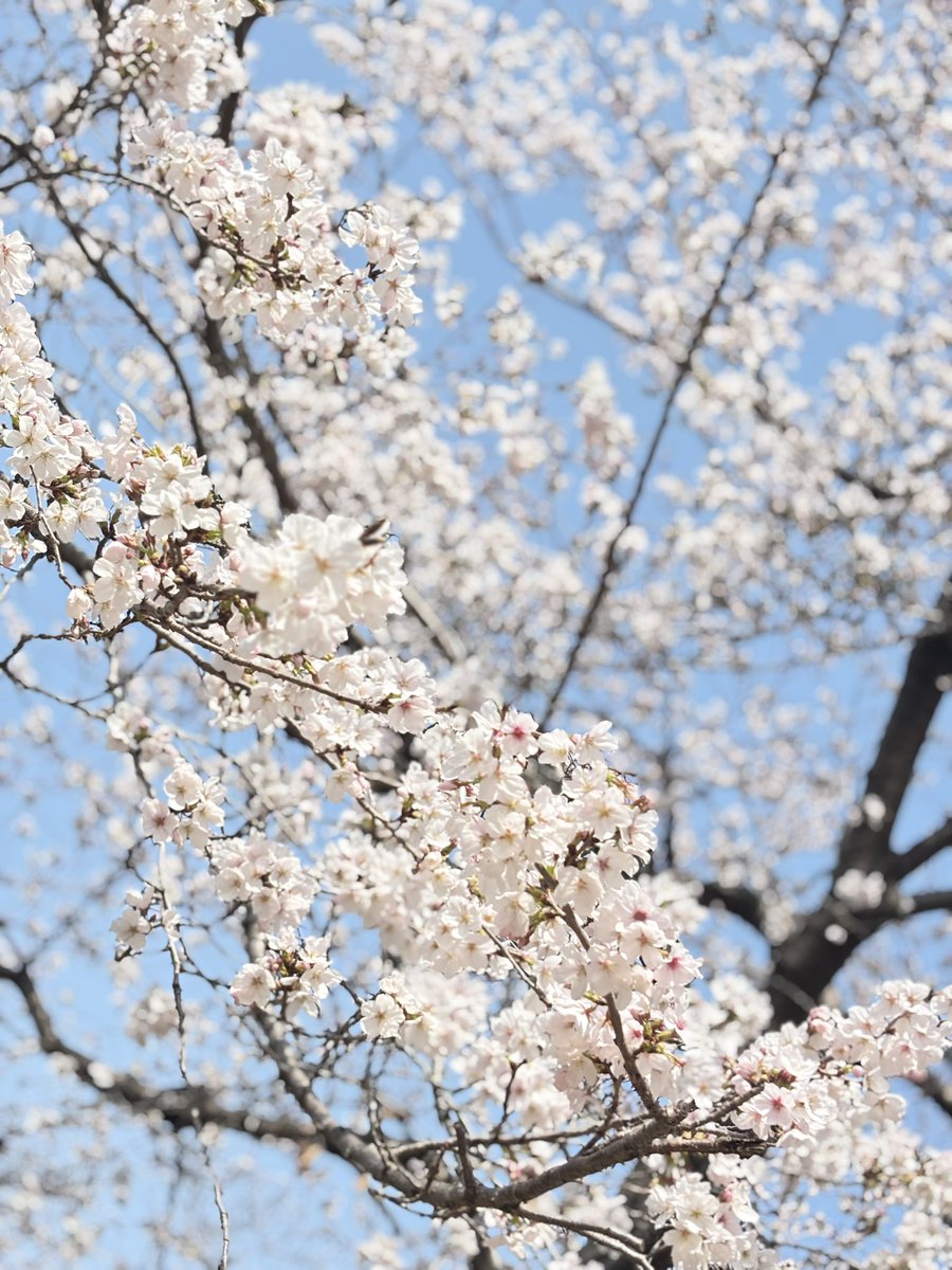 若原彩乃 tweet media