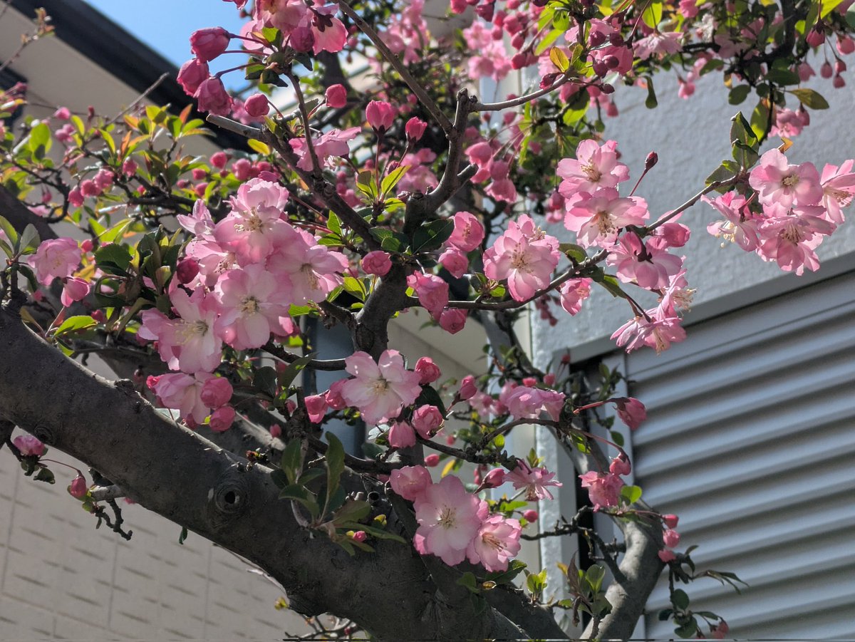 雪@しろいかもめ/空即是色、色即是空/常在戦場/ tweet media