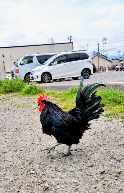 あっここ@鶏の人 tweet media