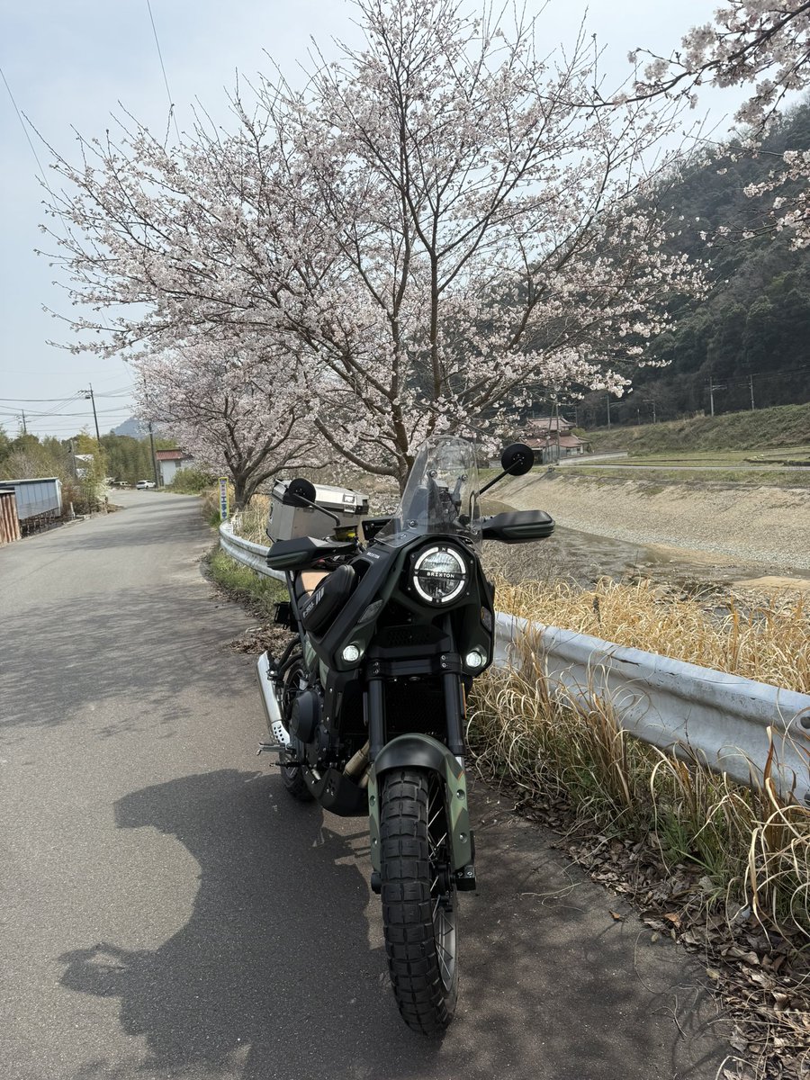 yankun21's tweet photo. まだ、5分咲ですね
#storr と桜🌸
帰って仕事しまーす♪
#crossfirestorr 
#Brixton https://t.co/xhevmvJMiA