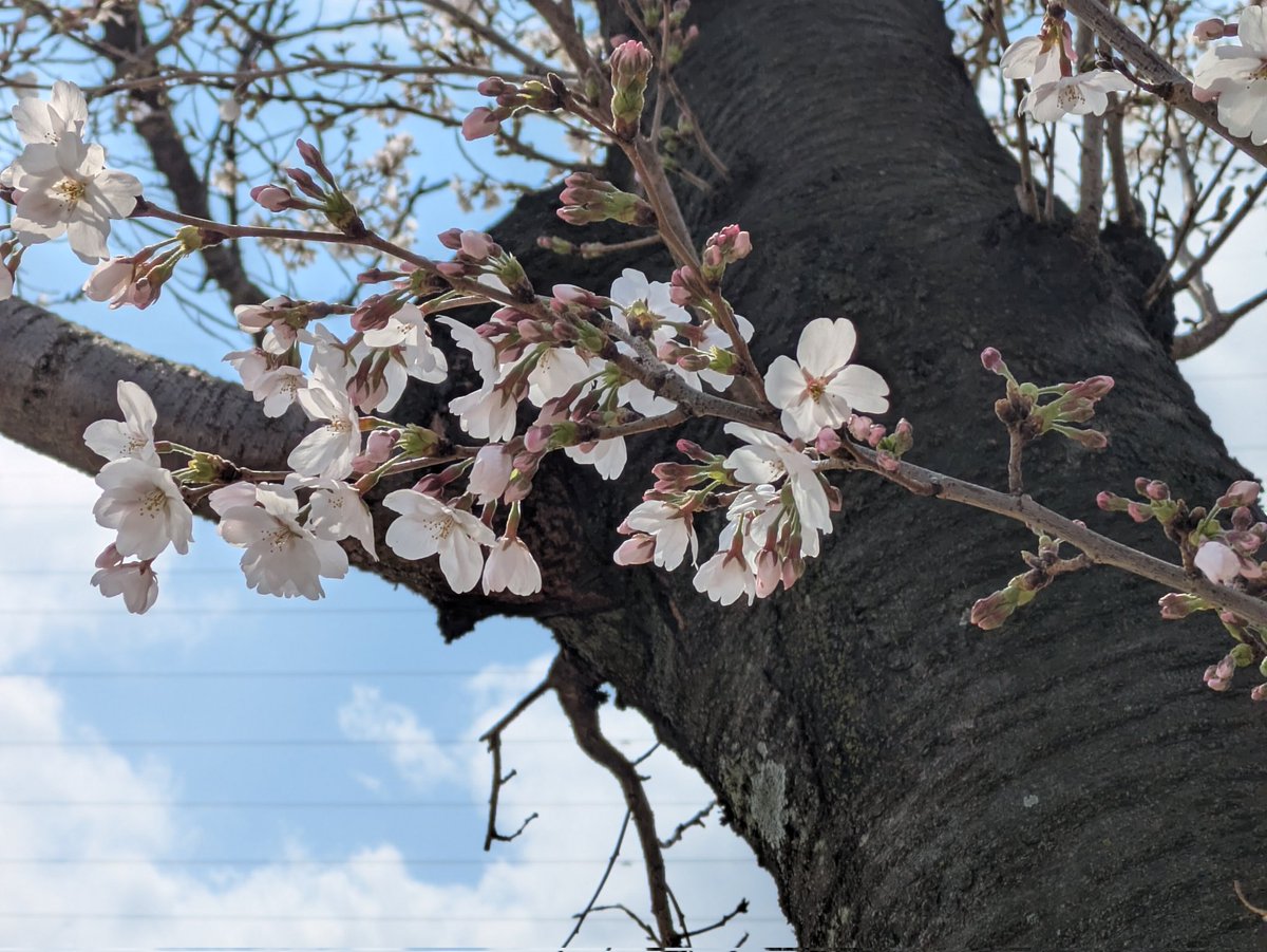 雪@しろいかもめ/空即是色、色即是空/常在戦場/ tweet media