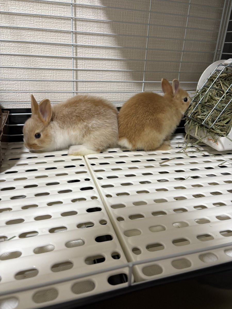 うさぎのモコ♂マロン♂シナモン♂ tweet media