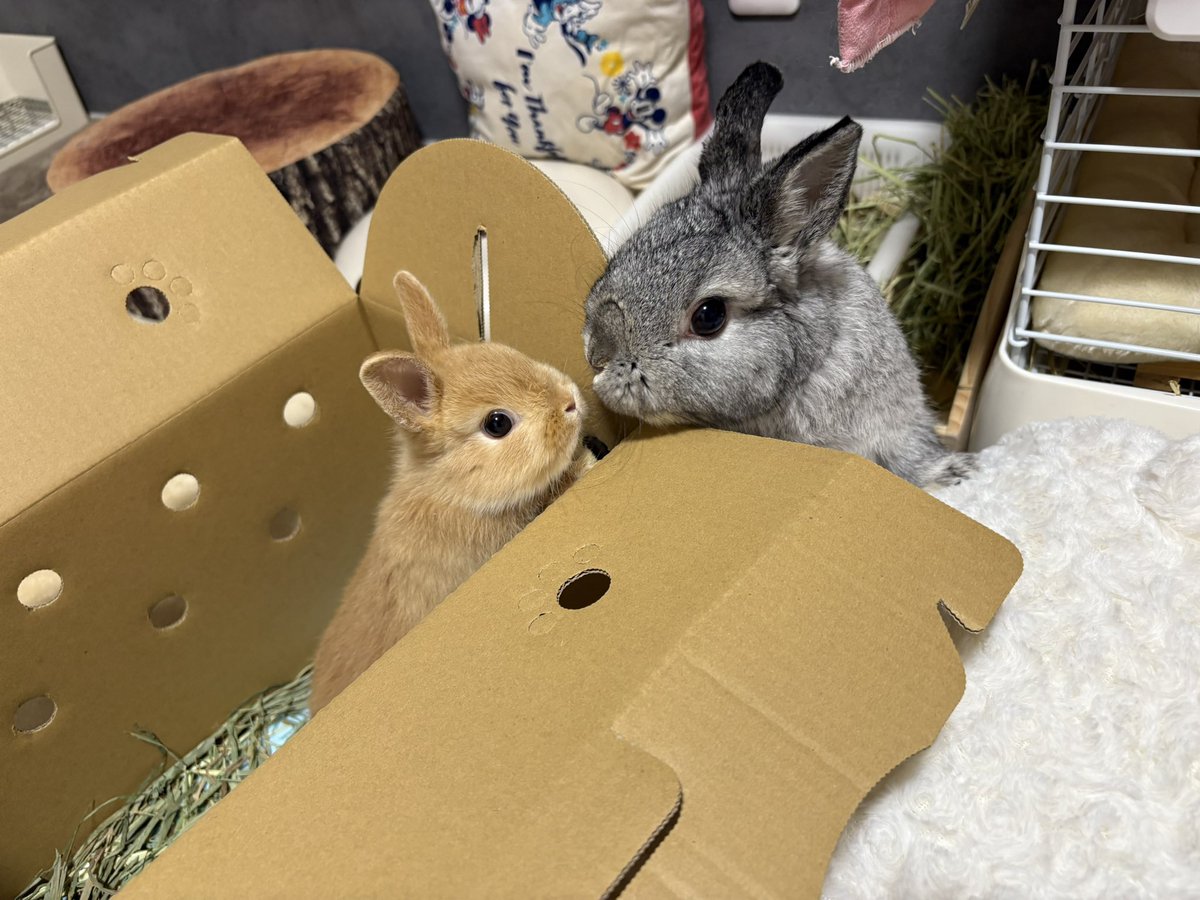 うさぎのモコ♂マロン♂シナモン♂ tweet media