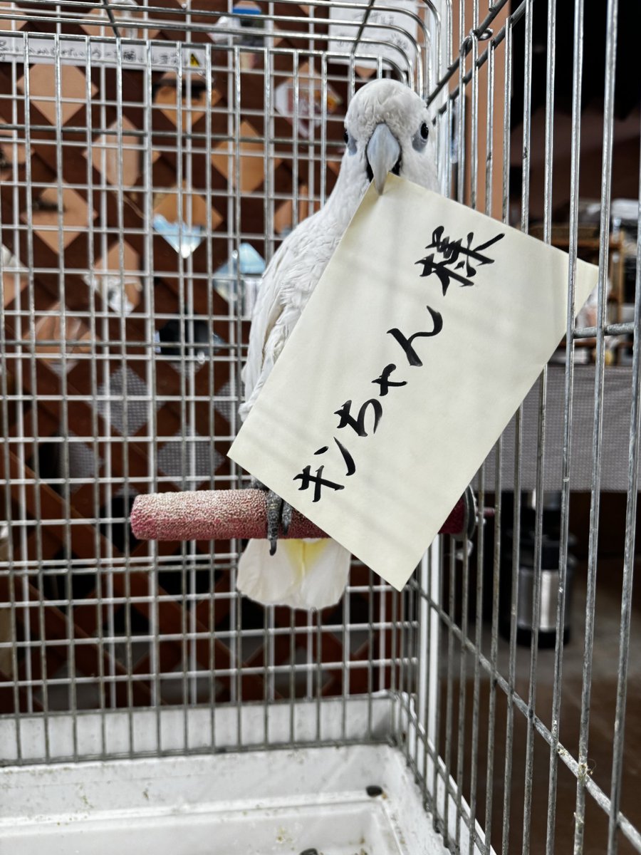 袖ケ浦ふれあいどうぶつ縁 tweet media