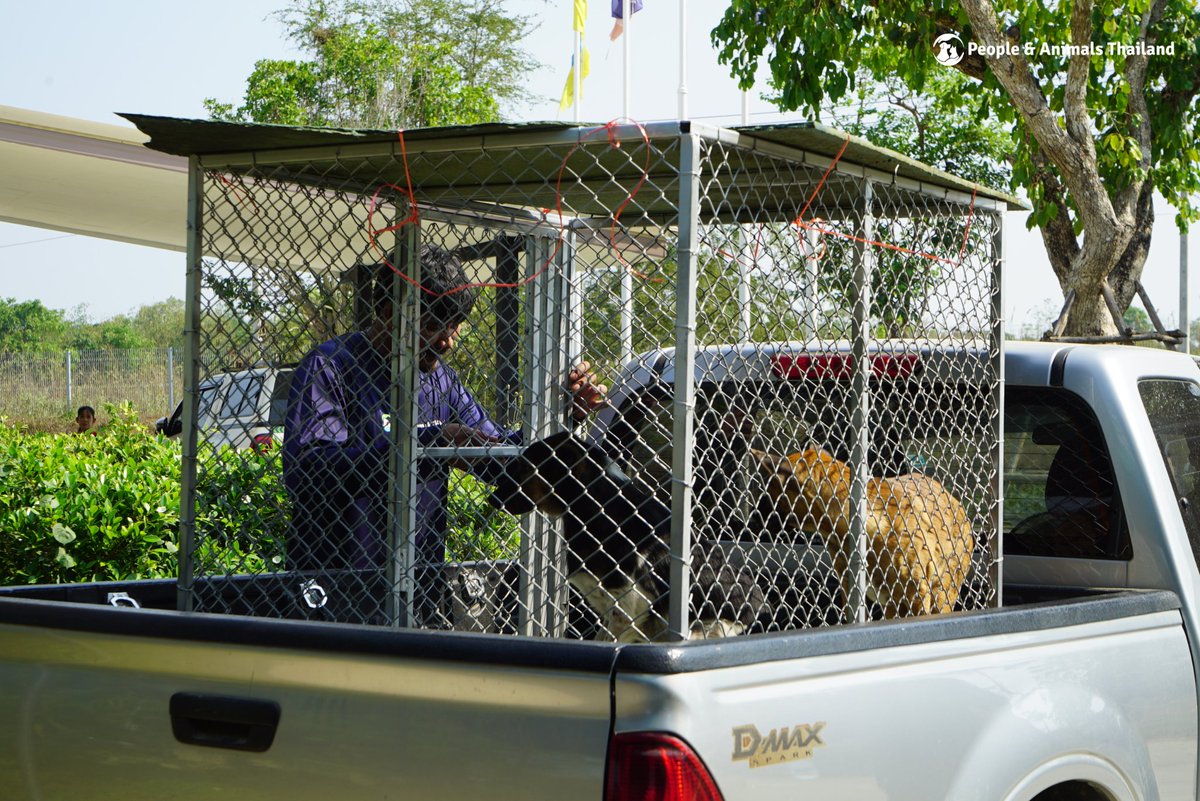 People & Animals Thailand tweet media