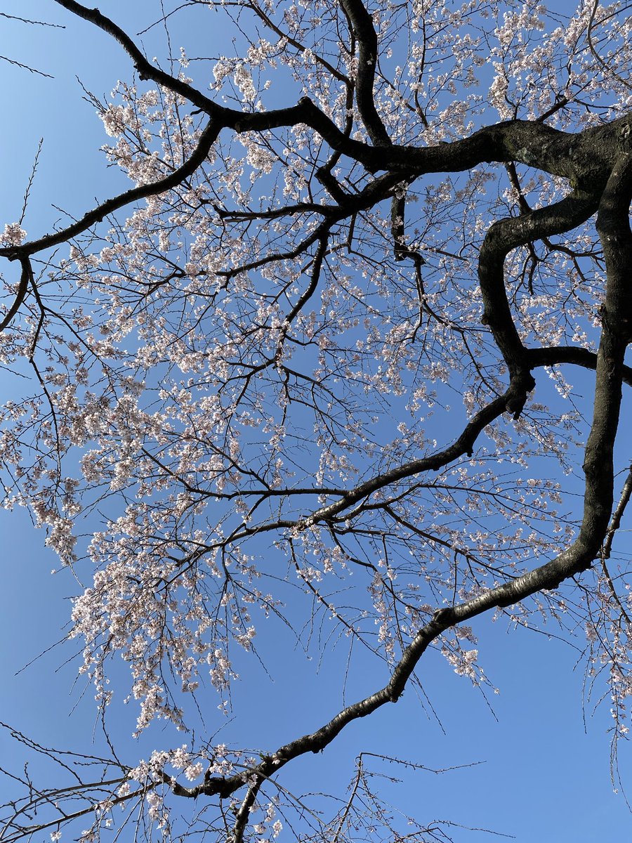woopuri's tweet photo. さくらまつりでピクニック https://t.co/YlPRUlm5Nc
